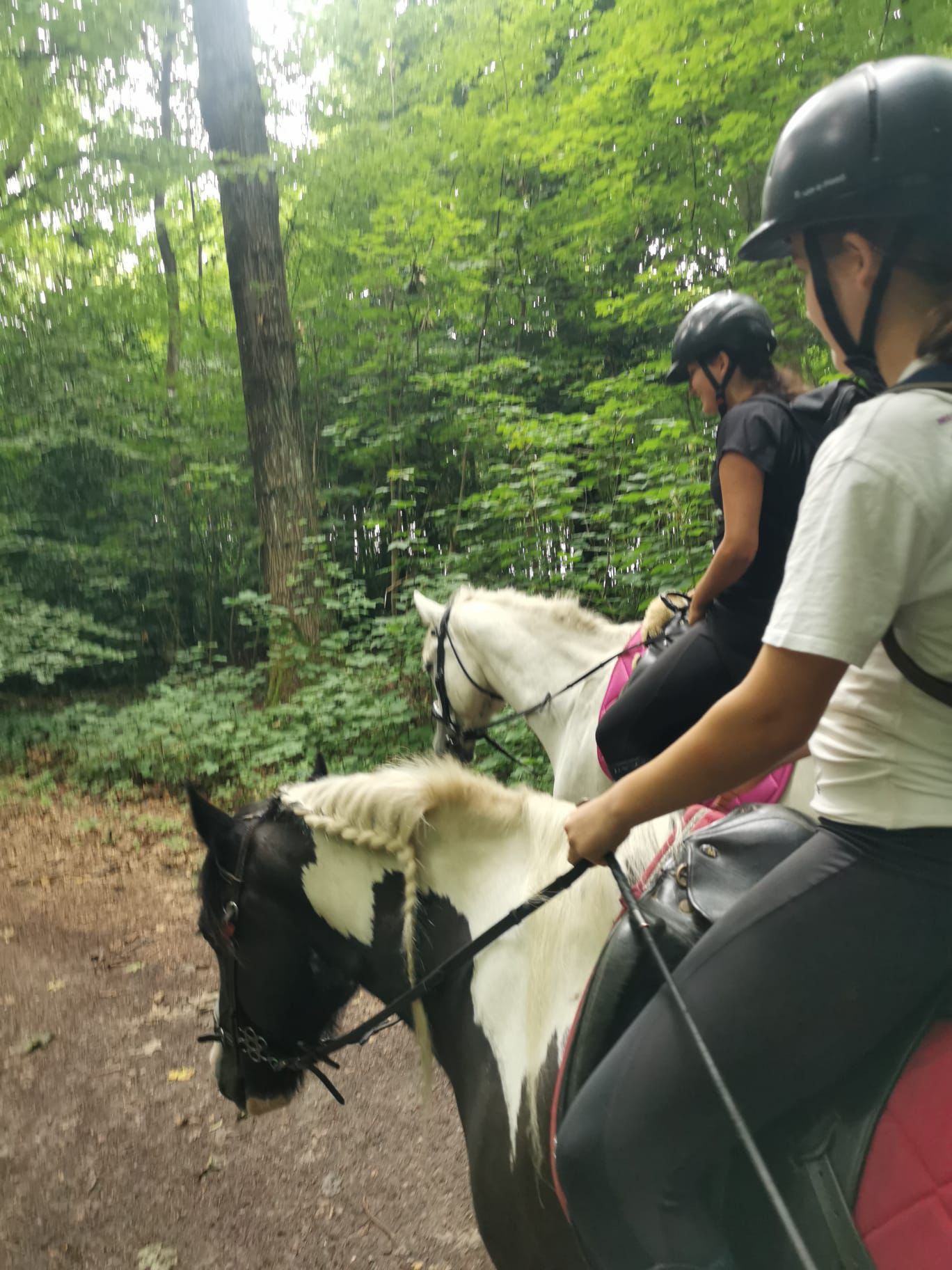 Reiterinnen führen ihre Ponys auf einem Waldweg