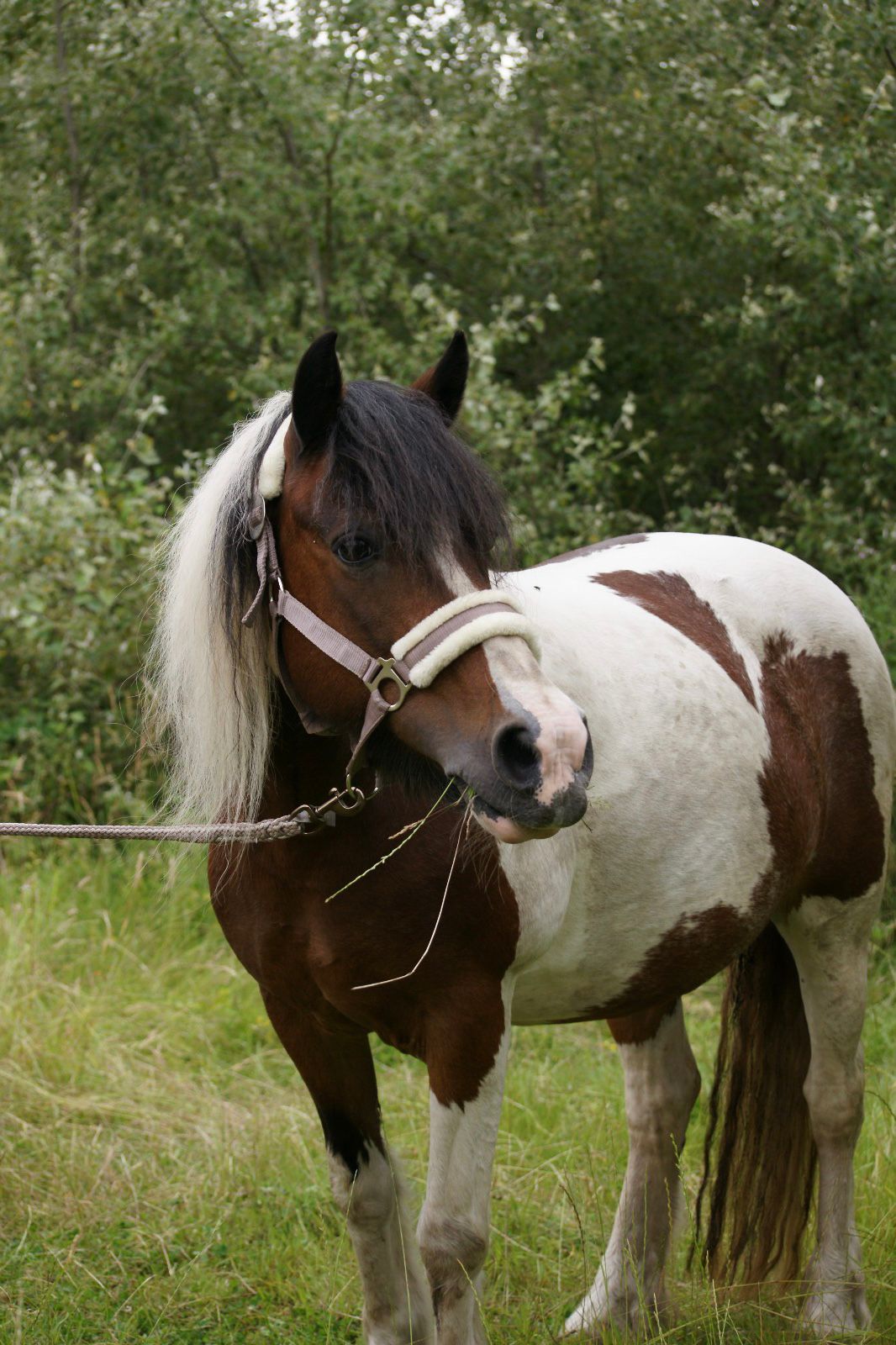 Schecken-Pony auf der Weide