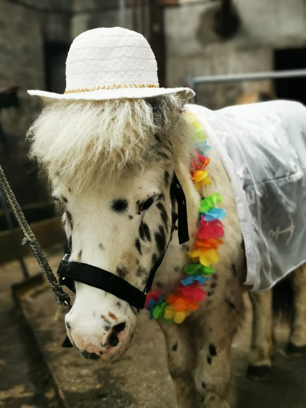 Appaloosa-Pony mit weißem Sonnenhut