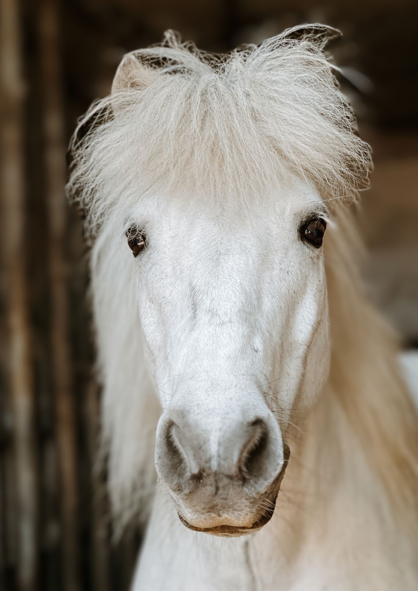 Weißes Pony mit wilder Mähne, Nahaufnahme